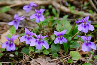 door de violen het bos niet meer zien