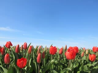 Rode tulpen in Friesland