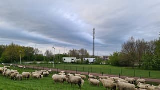 Schapen bij een avondlucht