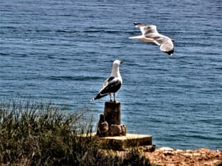 Pa vliegt uit om voor het eten te zorgen.
