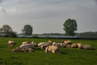 lekker liggen in het wij koeien en kalveren 
