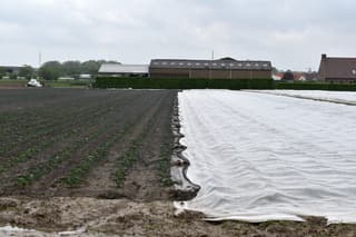 Koud voor de gewassen