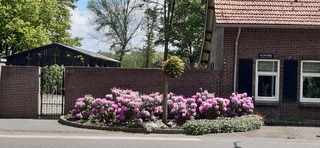 Bloeiende rhododendrons