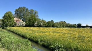 Blauw