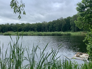 Eendjes op de vlonder 