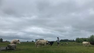 Koe aaien. Zware bewolking in Stavele Belgie.