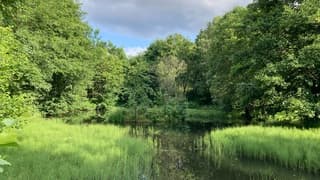 Fris groen in Harz na alle regen.