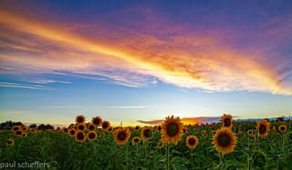 Zonsondergang met zonnebloemen
