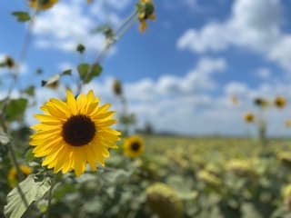 Zonnige weer (Umbrië)