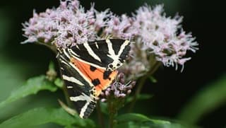 Nachtvlinder overdag...