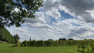 Pinot noir wijngaarden