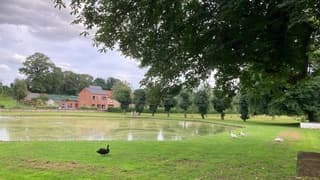 Witte zwanen, zwarte zwanen