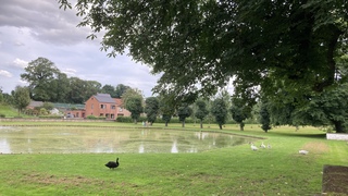 Witte zwanen, zwarte zwanen