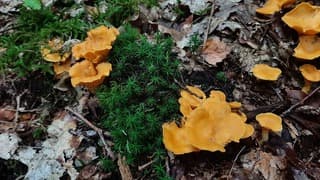 Kleuren festijn in de Luxemburgse bossen