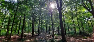 Zonnestralen  door de bomen