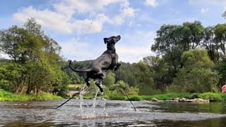 Waterpret in de Our bij Lieler in Luxemburg