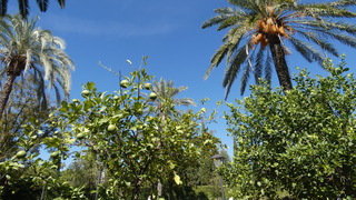 Jardin botanico 
