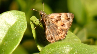 Kaasjeskruiddikkopje 