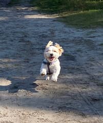 Blije hond met herfstweer 