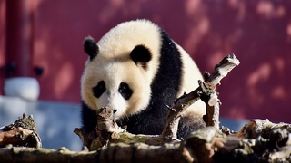 Lekker buitenspelen. Fan Xing de kleine reuzenpanda.
