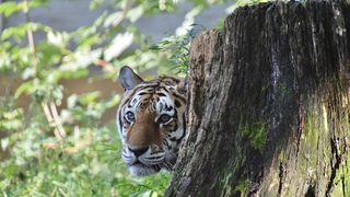 Verstoppertje spelen…