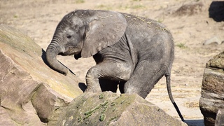 Het kleine olifantje, Bumi… betekent ‘leven’ in het Swahili en het is ook de naam van een rivier in Zimbabwe waar Afrikaanse olifanten in het wild leven. 