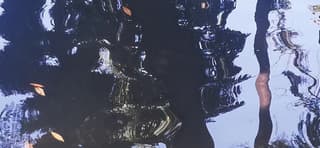 Pijltjes in oktober in Funchal