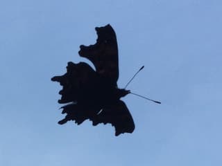 Vliegende aurelia