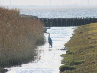 Reiger