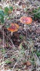 Wandeling in het bos