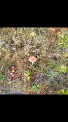 Natuur