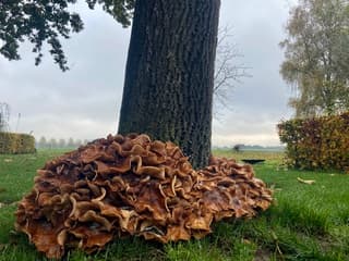 Herfst in Beugen