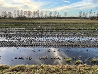 Veel regen op akkerland