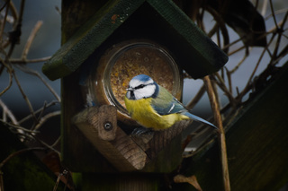 Kleurrijke vogels in de achtertuin 
