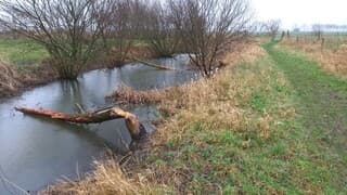 Een vers omgeknaagde beverboom