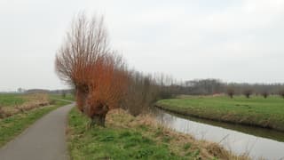 Beetje blauw