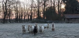 vorst