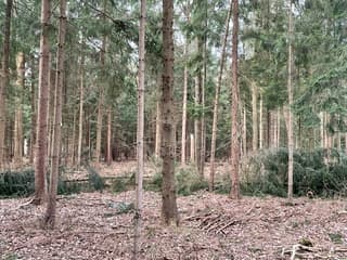 De Drentse bossen na de storm