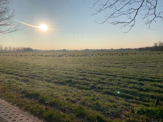 Fouragerende ganzen in de ochtendzon