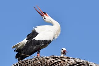 Ooievaars zijn er weer, klepperen maar!