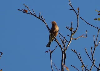 Zwarte roodstaart ook weer terug.....