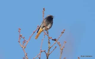 Ook weer terug de Zwarte roodstaart...