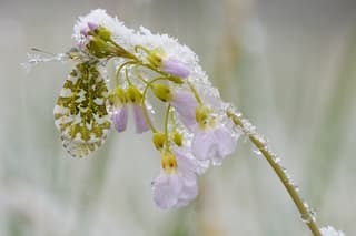 Oranjetipje vlinder in de sneeuw
