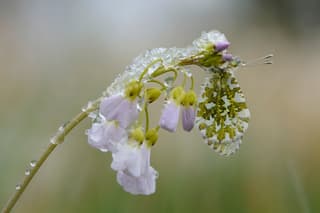 Oranjetipje in de sneeuw