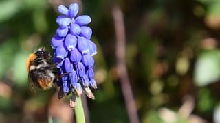  Hommel heeft totaal geen probleem met deze koude lentedag.