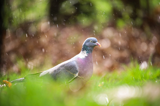 Duif in zon en regen.