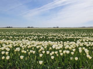 Tulpentijd
