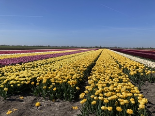 Tulpenvelden 