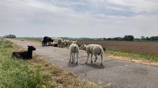 Schaap en lammetjes op het fietspad