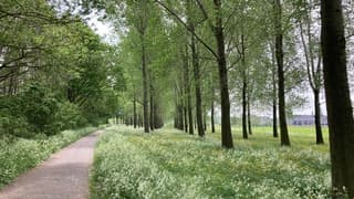 Mooie bomenlaan met fluitekruid